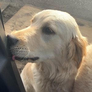 Meet your Posher, Carmen